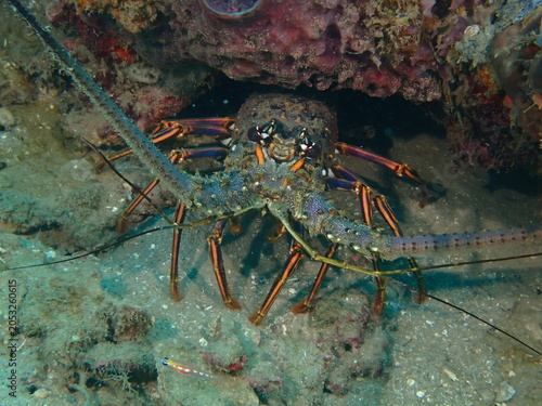 lobster on the beach