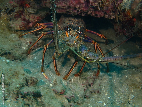 lobster on the beach