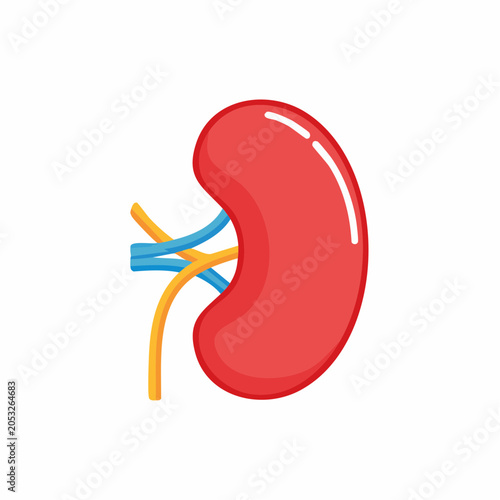 Stylized Illustration of a Human Kidney with Blood Vessels