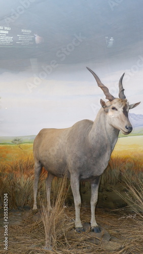 Taxidermy specimen of a common eland antelope standing in a museum diorama exhibiting African savanna wildlife habitat