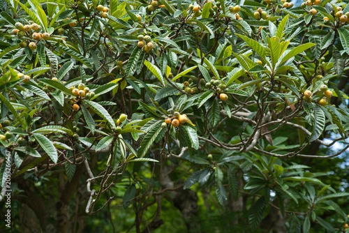 Fresh Loquat Fruit Growing on Tree