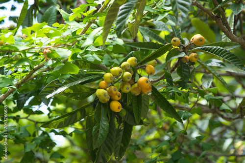 Fresh Loquat Fruit Growing on Tree
