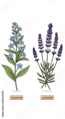 Blue forget me not and purple lavender plants