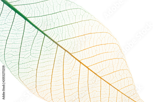 Foto Skeleton leaf showcases fine veins and detail, isolated, PNG