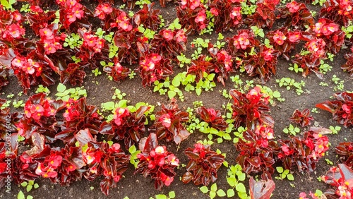 Red Begonia Flowers with Dark Leaves Growing in Garden Soil