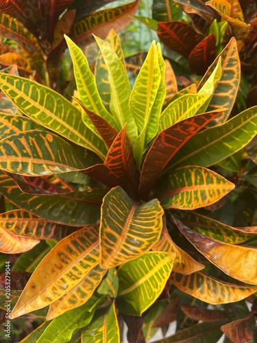 close up of green croton leaves