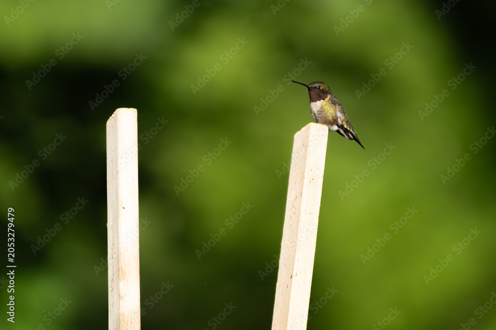 Fototapeta premium Ruby-throated hummingbird - Archilochus colubris