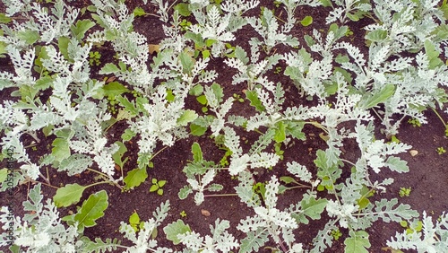 Silver Dusty Miller Plants and Green Leaves Growing in Dark Garden Soil - Top View Texture