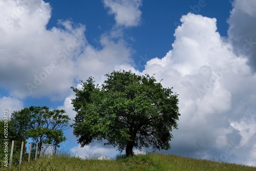 Amazing scenery of rural kashubian landscape with big single tree and clouds on blue sky in summer day. Kashubia, Pomerania, Poland