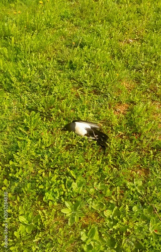 Dead magpie on green grass in natural outdoor environment