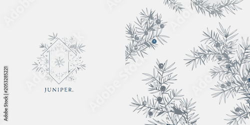 Juniper Botanical Illustration With Branches And Berries Gray Tones
