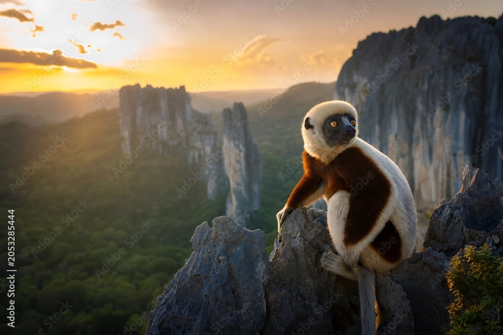 Naklejka premium Lemur sitting on a cliff edge.