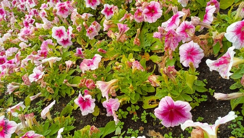 Pink and White Petunia Flowers in Garden Bed - Blooming and Wilted Blossoms on Soil