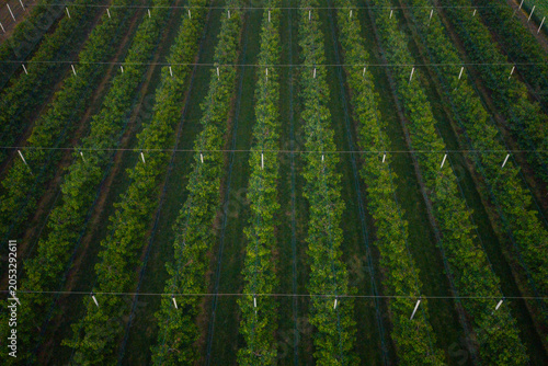 Orchard with endless rows of apple trees aerial drone view
