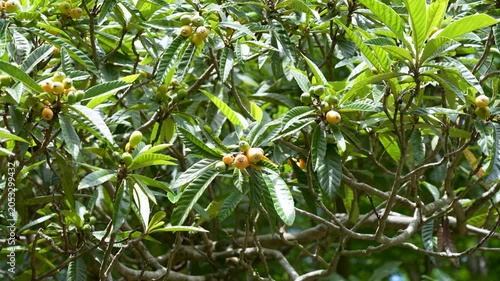 Fresh Loquat Fruit Growing on Tree