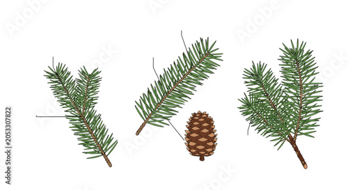 Detailed illustrations of several green pine branches and a single brown pine cone on a clean white background for winter.