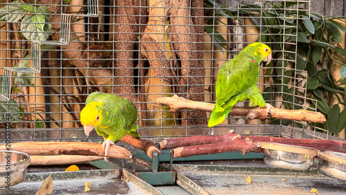 Foto Two yellow-headed Amazon parrots perched on wooden branches in cage
