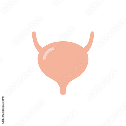 Human urinary bladder organ flat vector illustration. Excretory system anatomy diagram isolated on white background