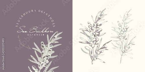 Sea Buckthorn Branch Illustration Botanical Sketch With Dusty Rose Background