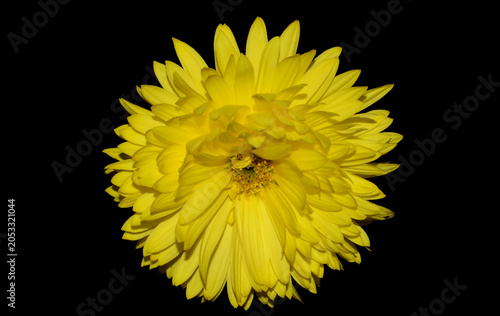 flowers isolated on white background