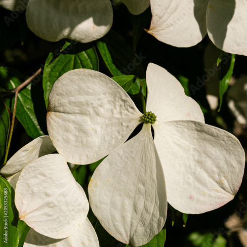 Close-up on a white flower of Venus Dogwood on sunny spring day
