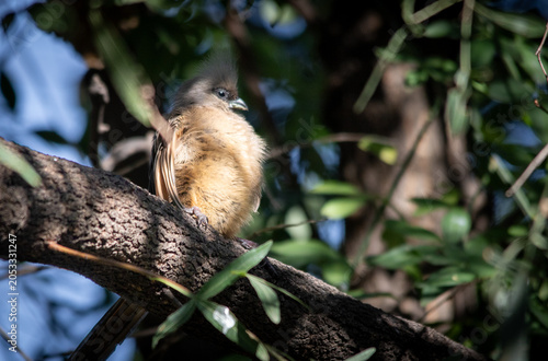 Bild auf Leinwand A speckled mousebird warms up its stomach in the sun to accelerate gut fermentat