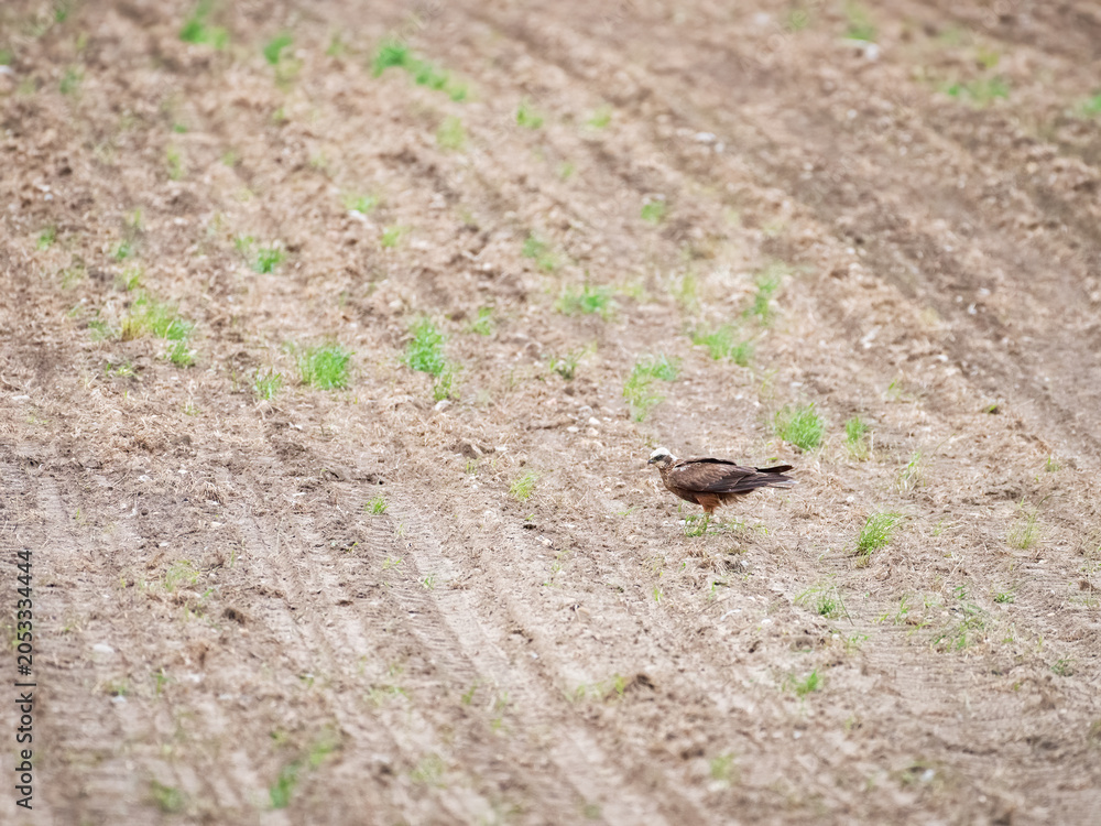 Obraz premium Male Marsh Harrier sitting on the ground