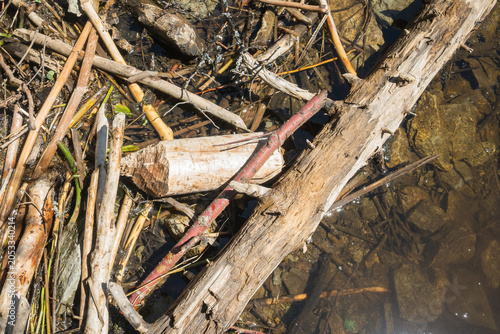 Foto Beaver dam detail gnawed sticks tannin water boreal wilderness