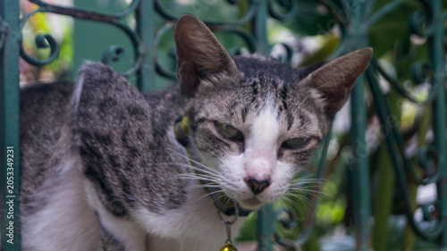 Konstfotografi A photograph of an observant kitty which is also calm but watchful
