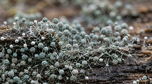 Close-up view of lichen-covered moss growing on decaying wood in a natural forest environment