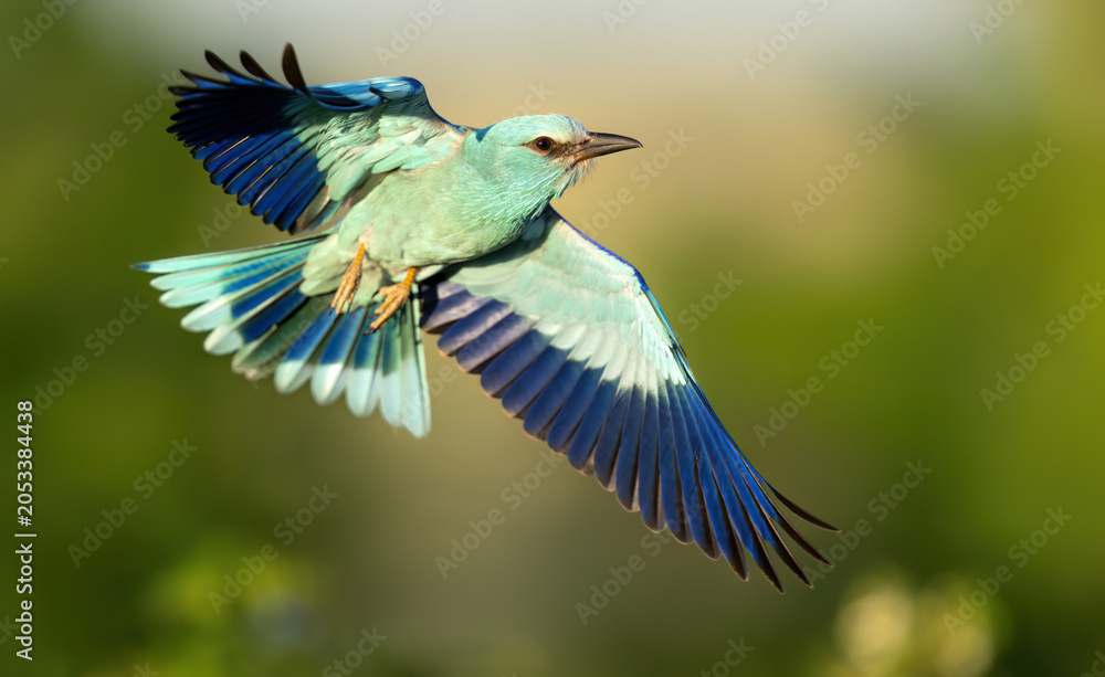 Fototapeta premium Roller bird close up ( coracias garrulus )