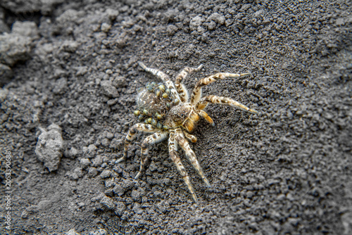 Slika na platnu Wolf spider carrying spiderlings on its back