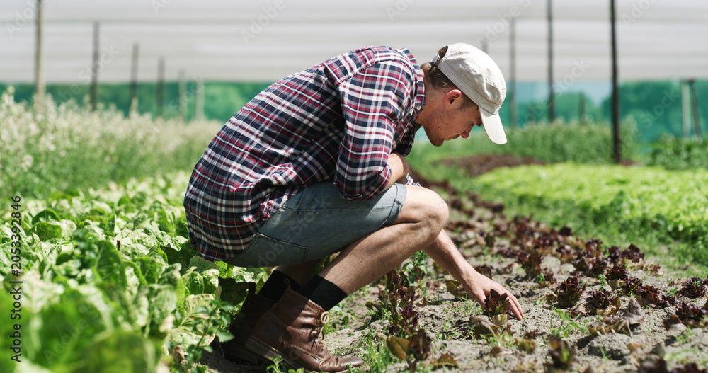 Fototapeta premium Agriculture, inspection and man in farm for harvest, sustainable business and crop quality assurance. Outdoor, farmer and person with fresh produce in nature, green development and food production