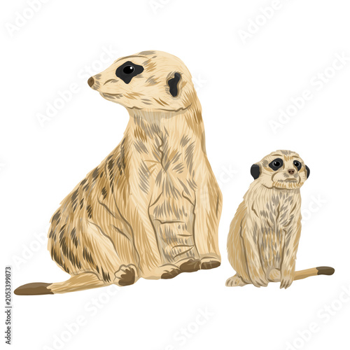 Meerkat vector illustration clipart. Cute suricate family, adult and baby animal characters sitting together isolated on white background. African desert wildlife fauna element for design