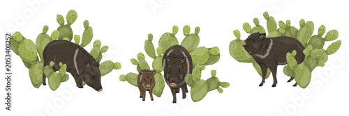 Collared peccary and prickly pear cactus vector clipart set. Cute javelina family animal characters with green opuntia succulents isolated on white background. Southwestern desert wildlife collection