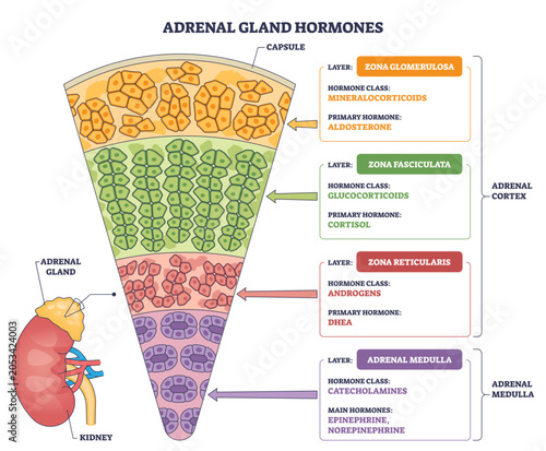 Tableau sur toile Adrenal gland hormones diagram maps cortex layers and medulla with aldosterone,