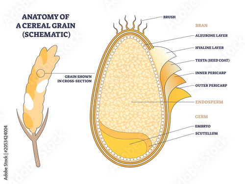 Quadro su tela Anatomy of cereal grain, labeled schematic clarifying seed structure for food science, highlighting bran, endosperm, and germ cross-section, transparent background