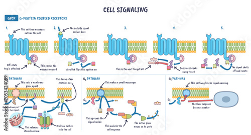 Quadro em tela Cell signaling GPCR pathways illustrated, a membrane receptor activates G proteins and second messengers, explaining Gq, Gs, Gi steps, transparent background