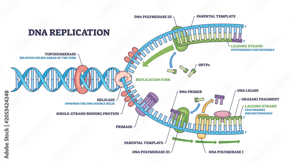 Αυτοκόλλητο DNA replication outline showing the replication fork with helicase unwinding and