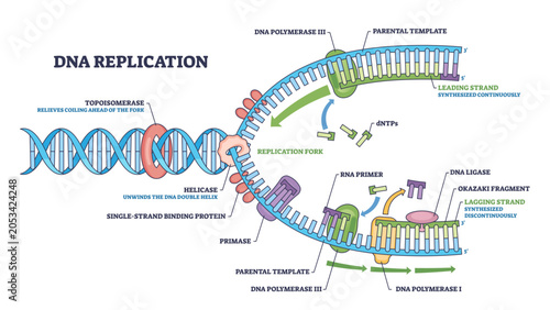 Fotografie DNA replication outline showing the replication fork with helicase unwinding and
