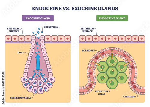 Quadro su tela Endocrine vs exocrine glands brief comparison shows hormone release to capillari