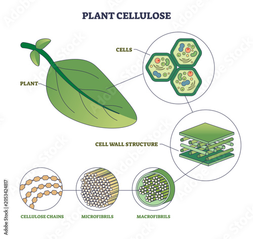 Obraz na plátne Plant cellulose illustrated, leaf, plant cells, and layered cell wall show chain