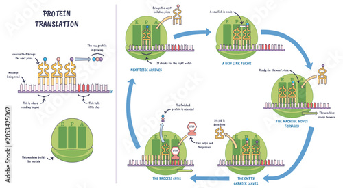 Tableau sur toile Protein translation illustrated, ribosome reads mRNA as tRNA delivers amino acids, building a polypeptide chain, key objects, ribosome, mRNA, tRNA, transparent background