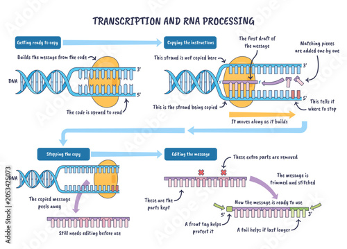 Photos Transcription and RNA processing illustrated as DNA opens, RNA polymerase builds mRNA and splicing refines it, key objects, DNA helix, polymerase, mRNA, transparent background