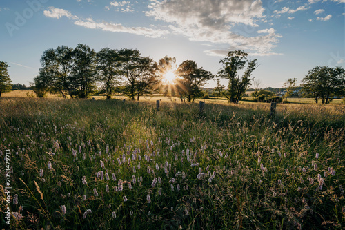 Blumenwiese bei Hessisch Lichtenau in Nordhessen an einem Sommerabend