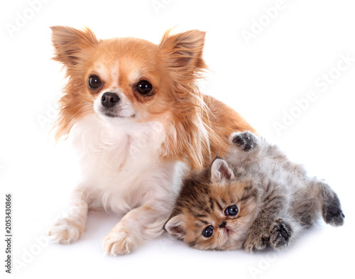 kitten exotic shorthair and chihuahua