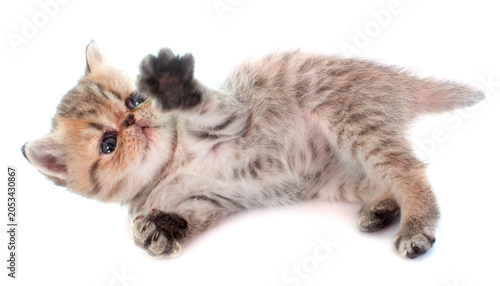 Fotografia kitten exotic shorthair