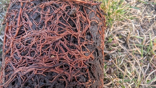 Foto Soil Microbial And Root Network
