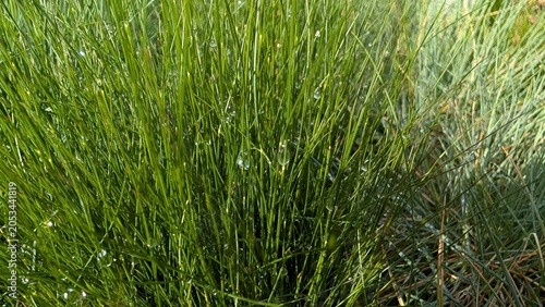 Foto Sunlit green grass blades in a natural meadow background