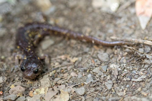 Arboreal Salamander in its natural woodland habitat, found under a rock. Santa Teresa County Park, Santa Clara County, California.